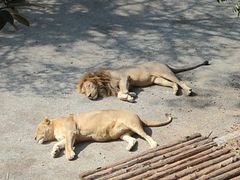 -大连森林动物园