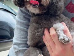 -伟伟宠物医院·CT影像中心·瑞派犬猫综合性门诊(汉口总院)