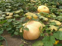 -兰陵国家农业公园