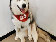 -Husky Go! 哈士奇体验馆·宠物咖啡厅狗咖