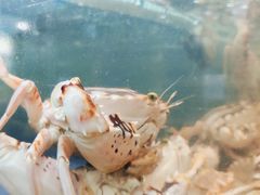 -小海豚·老字号海鲜餐厅(三亚湾店)