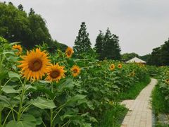 -同里国家湿地公园