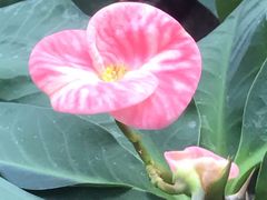 -北京植物园-展览温室