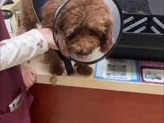 -艾贝尔宠物医院 ·内科全科(梁溪路店)