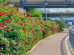 -东港音乐喷泉广场