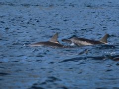 -毛里求斯小四川餐厅总店