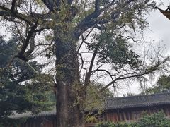 -普陀山风景名胜区-千步大沙