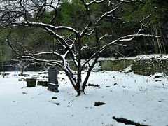 -祁门牯牛降观音堂风景区