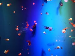 -成都浩海立方海洋公园