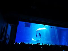 -芜湖新华联大白鲸海洋公园