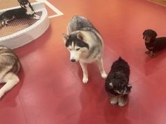 -和它·交个朋友·狗咖猫咖(爱琴海店)