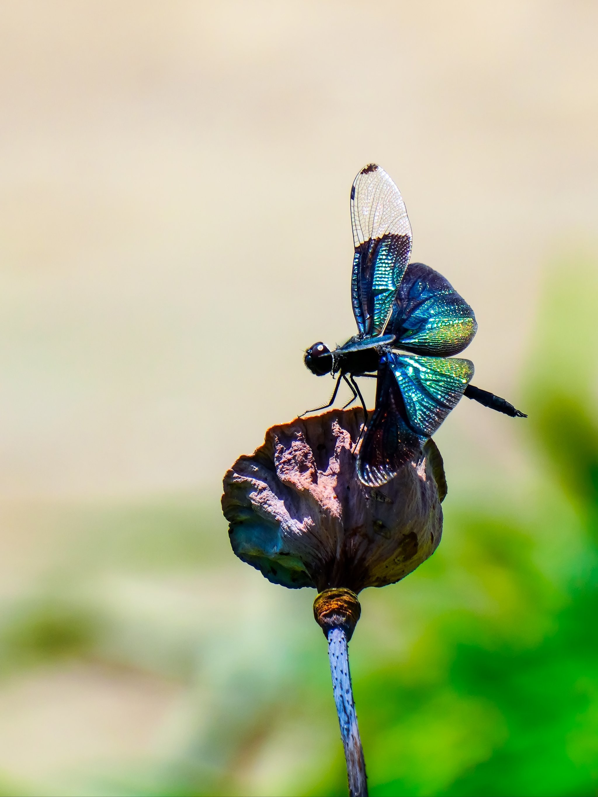 黑丽翅蜻:阳光中闪耀五彩斑斓的黑