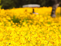 -朝阳公园