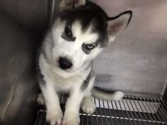 -爱侣宠医·鹦鹉专科·小型哺乳类·异宠专科(灵石路店)