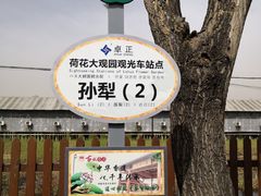 -白洋淀景区