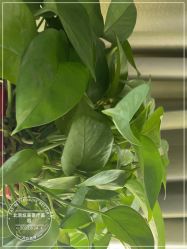 -北京炫美医疗美容