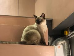 -猫儿山۰猫主题餐厅