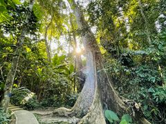 -中国科学院西双版纳热带植物园
