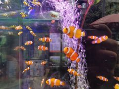 -青石桥花鸟鱼虫市场(叠翠城店)