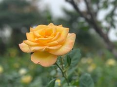 -香蜜公园