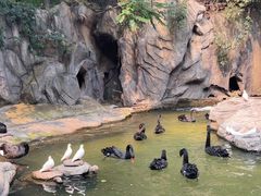 -燕塞湖鸟语林景区