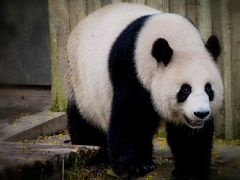 景点-成都大熊猫繁育研究基地