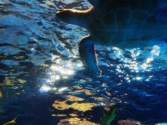 -太平洋海底世界