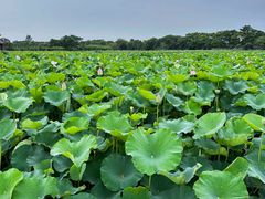 -梁鸿国家湿地公园