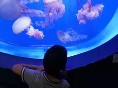 -贝林大翅鲸简餐厅(国家海洋博物馆店)