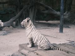 -广州长隆野生动物世界
