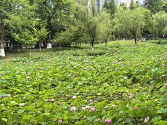 -沐仙湖湿地公园