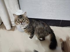 -关爱宠物医院·猫科中心·消化科(滨湖万达分院)
