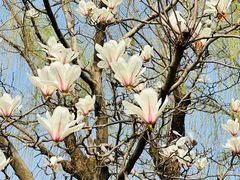 -新虹桥中心花园