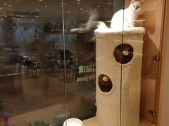 -Pets First伊珊娜洗护·精致美容·家庭式寄养(新会路店)