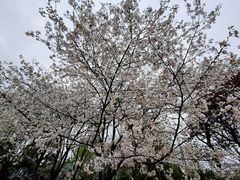 -中国茶叶博物馆(双峰馆区)