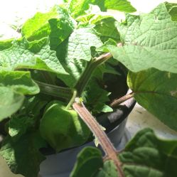 -周忆刺青原创设计定制