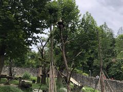 -都江堰中华大熊猫苑