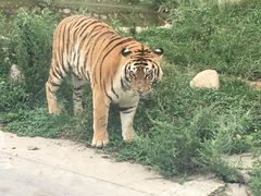 -西安秦岭野生动物园