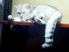 -猫咪博物馆(顶澳仔猫街店)