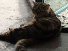 -喵屿·大理花园猫咖