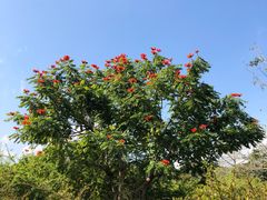 -中国科学院西双版纳热带植物园