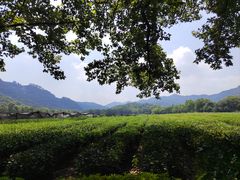 -中国茶叶博物馆(双峰馆区)