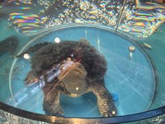 -魏铭鱼头捞饭(晋阳路店)