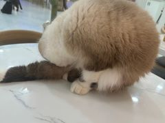 -喵园·猫主题咖啡厅·撸猫·猫咖(国贸店)