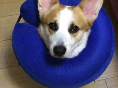 -爱侣宠医·鹦鹉专科·小型哺乳类·异宠专科(灵石路店)