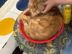 -平行世界·猫咖(首经贸店)