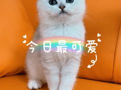-lincat·猫舍(广州店)