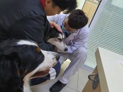 -全心全意连锁动物医院·微创中心·内科急重症·心脏专科(丰管路店)