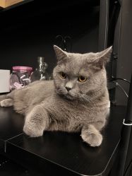 -飛凡TATTOO纹身•原创