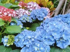 -深圳国际园林花卉博览园